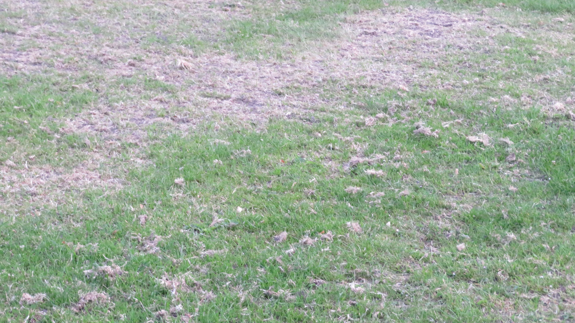 Sportveld Hellum: closeup geverticuteerd veld en nieuw ingezaaid gras.